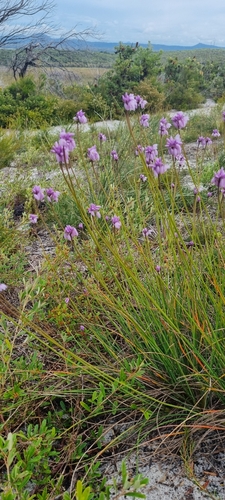 Sowerbaea juncea (Rush Lily) (alternate view 9)