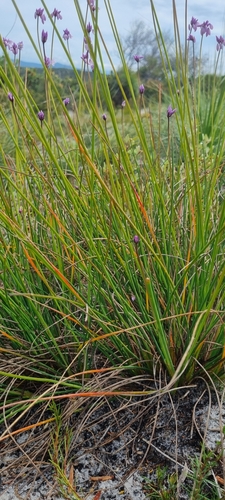 Sowerbaea juncea (Rush Lily) (alternate view 10)