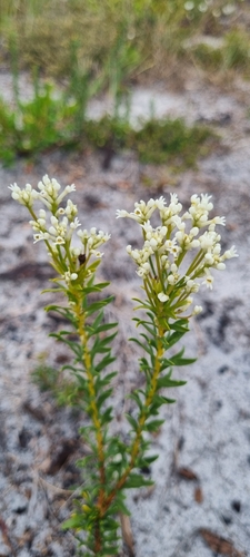 Conospermum taxifolium (Paint Brush) (alternate view 2)