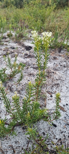 Conospermum taxifolium (Paint Brush) (alternate view 3)