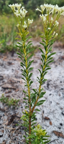 Conospermum taxifolium (Paint Brush) (alternate view 4)