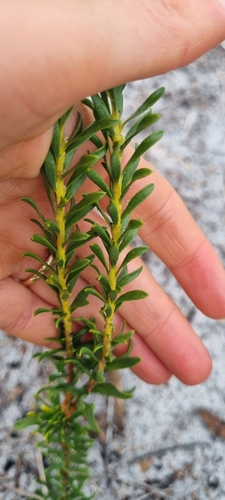 Conospermum taxifolium (Paint Brush) (alternate view 5)