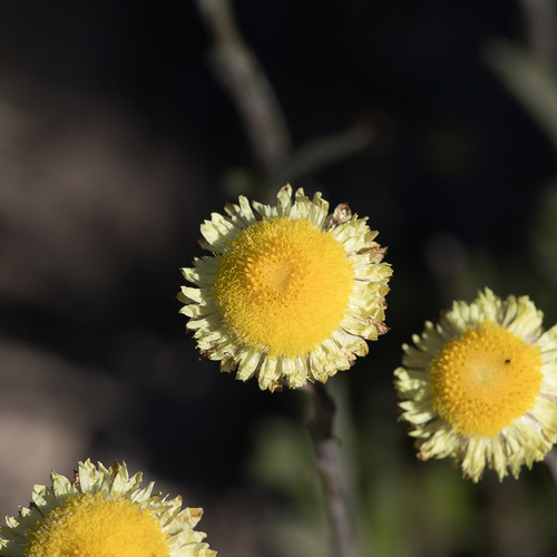 Coronidium scorpioides (button everlasting) (alternate view 6)