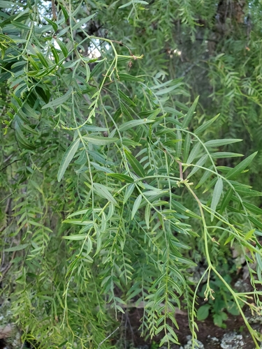 Schinus areira (Peppercorn Tree) (alternate view 5)