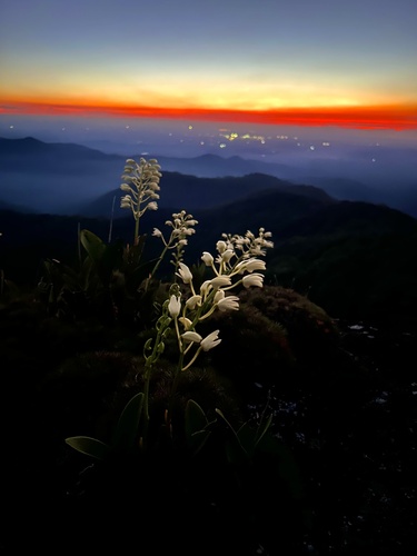Dendrobium speciosum (rock orchid)