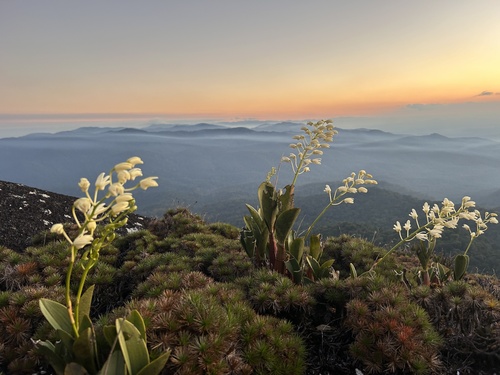 Dendrobium speciosum (rock orchid) (alternate view 2)