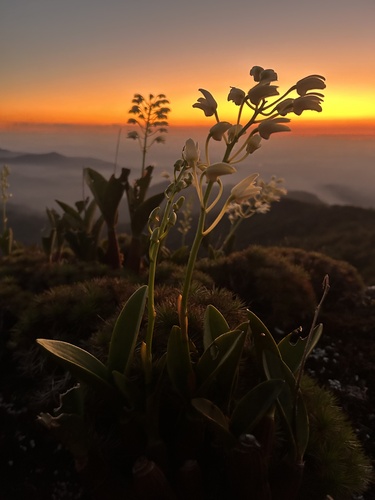 Dendrobium speciosum (rock orchid) (alternate view 3)