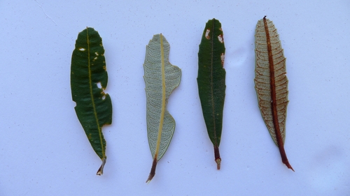 Banksia oblongifolia (Rusty Banksia) (alternate view 5)