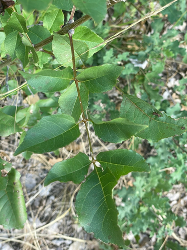 Fraxinus ornus (flowering ash, manna ash) (alternate view 4)