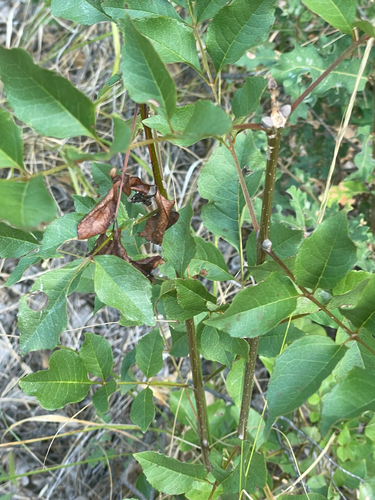 Fraxinus ornus (flowering ash, manna ash) (alternate view 5)