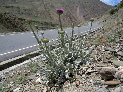 Onopordum (cotton thistles) (alternate view 5)