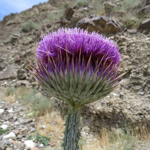 Onopordum (cotton thistles) (alternate view 6)