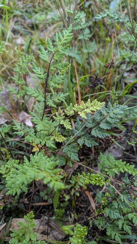 Cheilanthes sieberi (cloak fern) (alternate view 4)