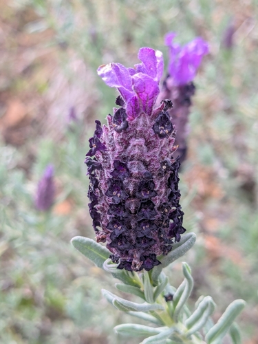 Lavandula (Lavenders) (alternate view 4)