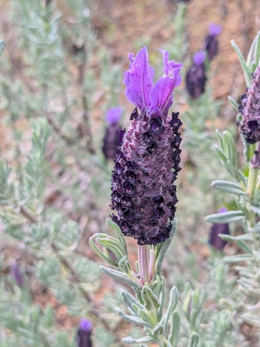 Lavandula (Lavenders) (alternate view 5)