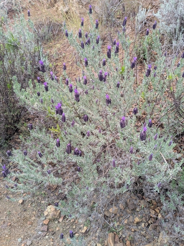 Lavandula (Lavenders) (alternate view 6)