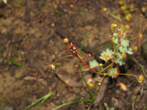 Drosera macrantha (Bridal Rainbow) (alternate view 3)
