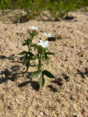 Cnidoscolus stimulosus (spurge nettle) (alternate view 3)