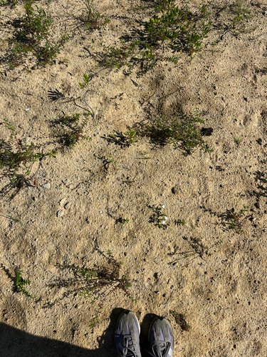 Cnidoscolus stimulosus (spurge nettle) (alternate view 4)