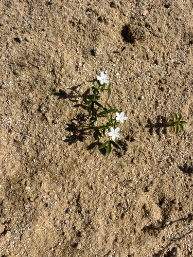 Cnidoscolus stimulosus (spurge nettle) (alternate view 2)