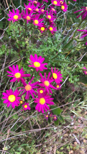Senecio elegans (Red-purple Ragwort)