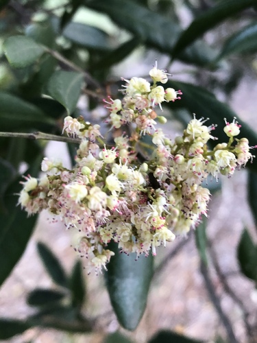 Guioa semiglauca (Guioa) (alternate view 5)