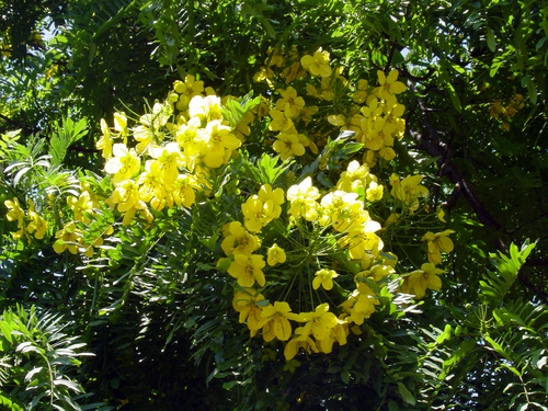 Cassia (alternate view 6)