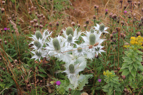 Eryngium giganteum (Miss Wilmott's ghost) (alternate view 8)