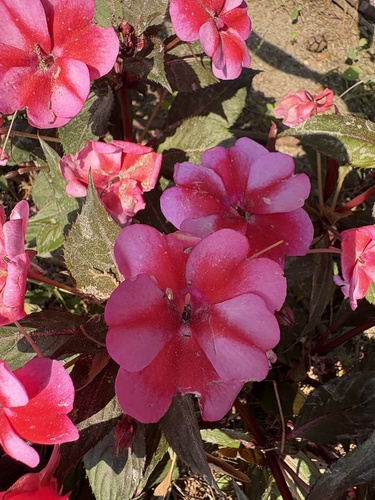 Impatiens hawkeri (New Guinea Impatiens) (alternate view 5)