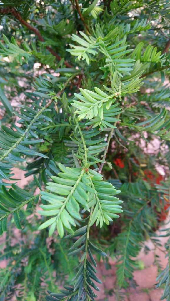 Taxus chinensis, Chinese yew — upright evergreen (Taxaceae) (image 10 of 10)