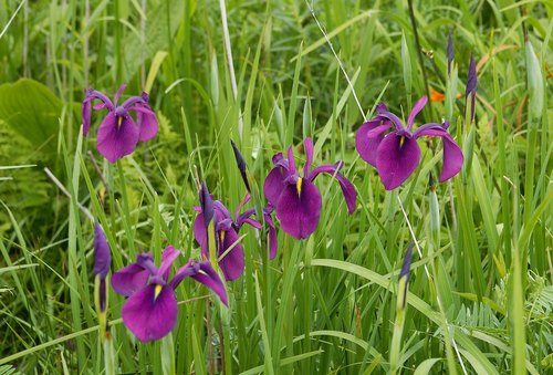Iris ensata (Japanese iris) (alternate view 10)