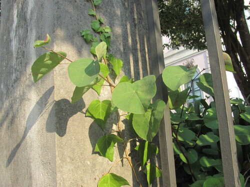Cercis siliquastrum (Judas-tree)
