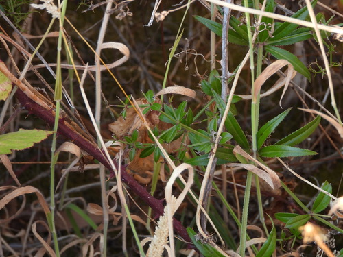 Rubia peregrina (Wild Madder)