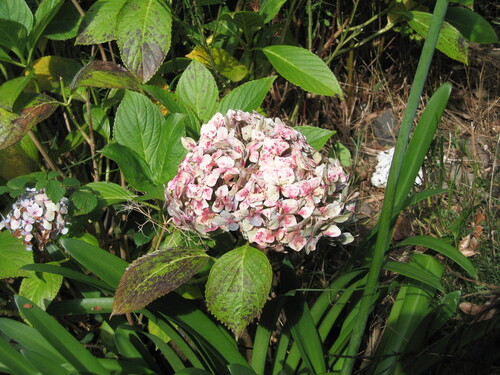 Hydrangea macrophylla (bigleaf hydrangea) (alternate view 4)