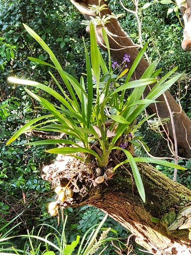 Cymbidium madidum (Arrowroot Orchid)