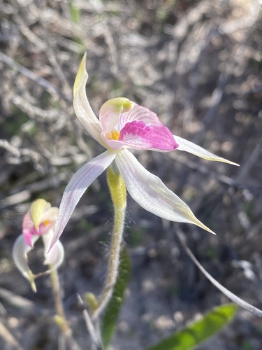 Caladenia cardiochila (thick-lipped spider-orchid) (alternate view 3)