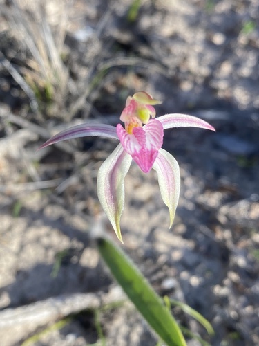 Caladenia cardiochila (thick-lipped spider-orchid) (alternate view 4)