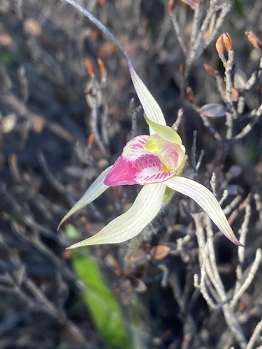 Caladenia cardiochila (thick-lipped spider-orchid) (alternate view 5)
