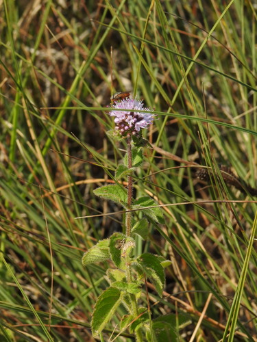 Mentha aquatica (watermint)
