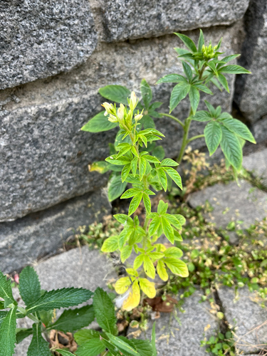 Cleome houtteana (Spider flower) (alternate view 3)