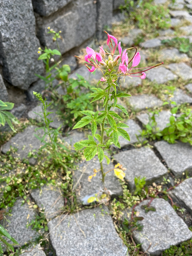 Cleome houtteana (Spider flower) (alternate view 2)