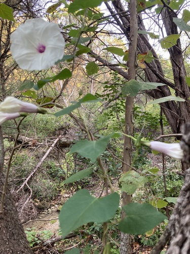 Ipomoea pandurata (wild potato vine) (alternate view 2)