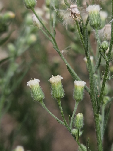 Erigeron (fleabanes and horseweeds) (alternate view 5)