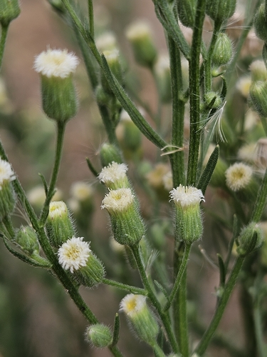 Erigeron (fleabanes and horseweeds) (alternate view 6)