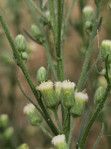Erigeron (fleabanes and horseweeds) (alternate view 7)