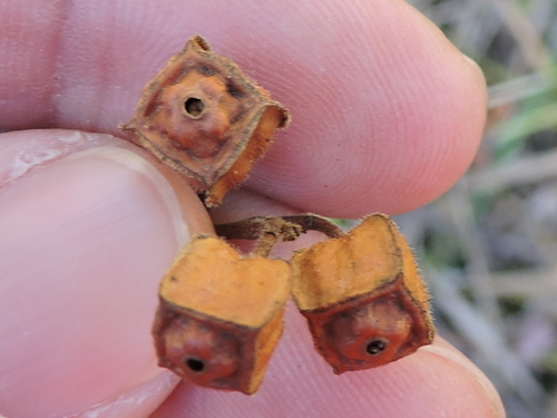 Ludwigia alternifolia (Seedbox) (alternate view 2)