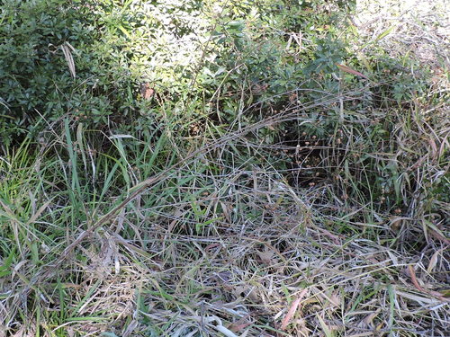 Ludwigia alternifolia (Seedbox) (alternate view 3)
