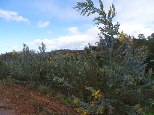 Acacia podalyriifolia (Queensland silver wattle) (alternate view 5)