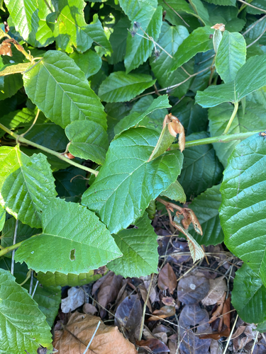 Apocissus antarctica (Kangaroo Vine) (alternate view 2)
