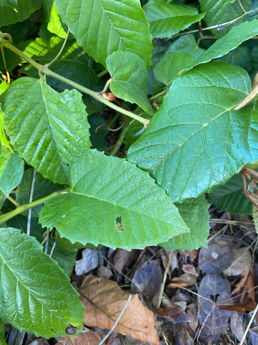 Apocissus antarctica (Kangaroo Vine) (alternate view 3)
